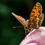 fluture Euphydryas maturna