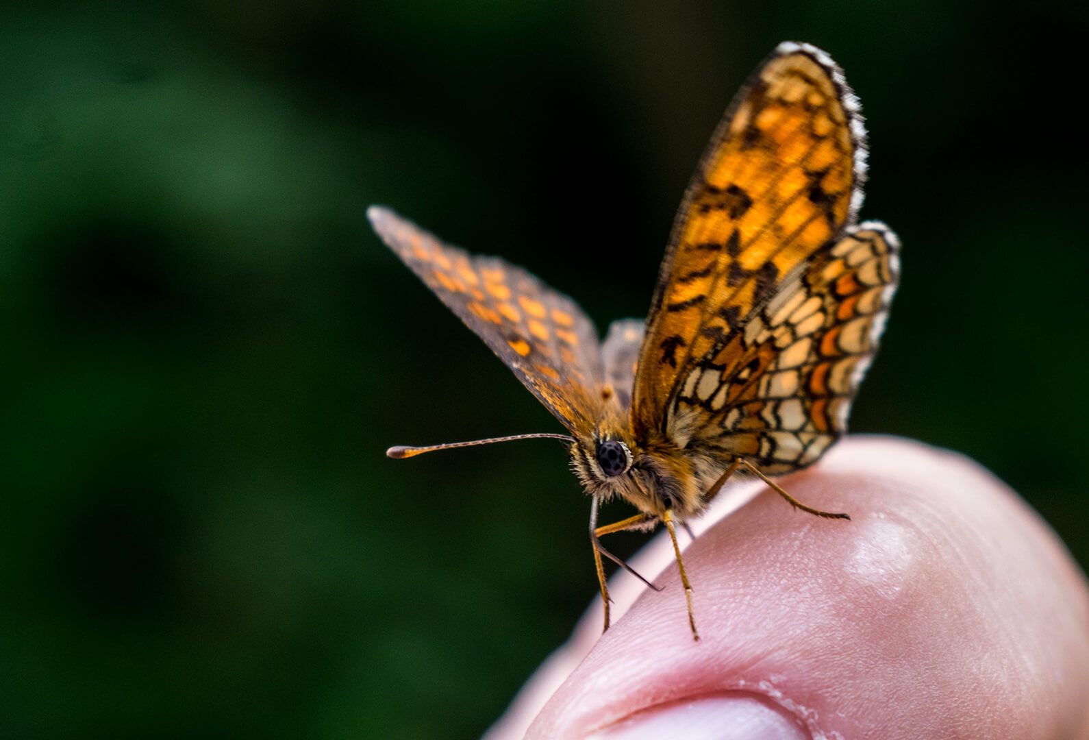 fluture Euphydryas maturna