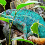 Reptila cameleon