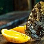 Caligo atreus, Morpho helenor, Idea leuconoe