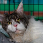 Magnificats - Expozitie Internationala de Pisici WCF