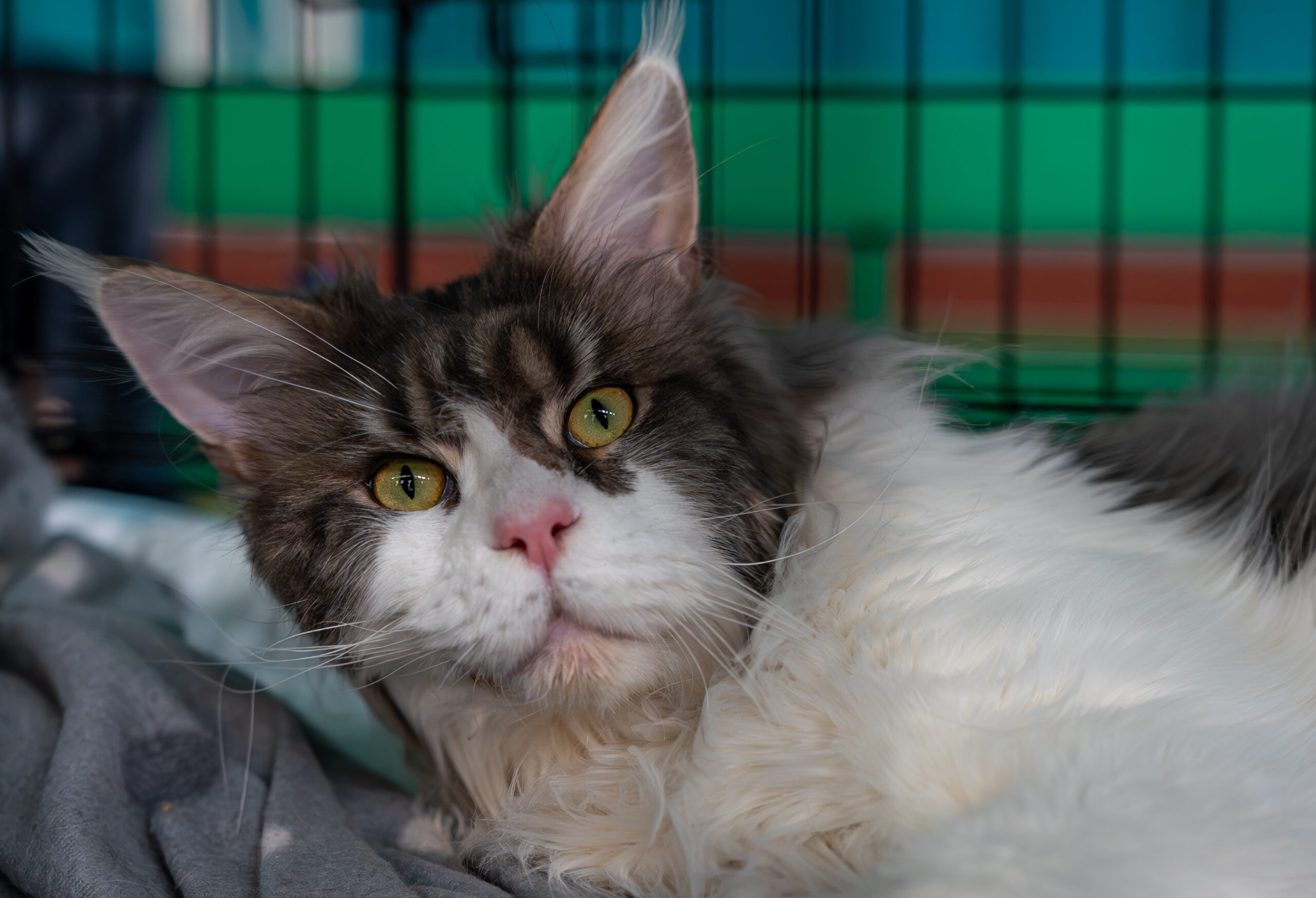 Magnificats - Expozitie Internationala de Pisici WCF
